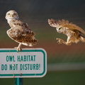 Burrowing Owls AKA Shoco (Athene cunicularia) on the campus of Scottsdale Community College in Arizona, USA